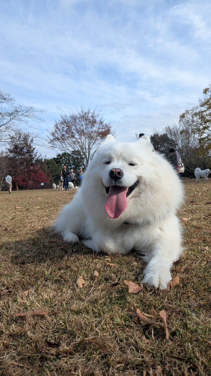 samoyed_masaru's tweet photo. 久しぶりのオフ会でヘラヘラしてるサモエド

#サモエド
#西伊豆親族会
#オフ会 https://t.co/gIybEyIVTv