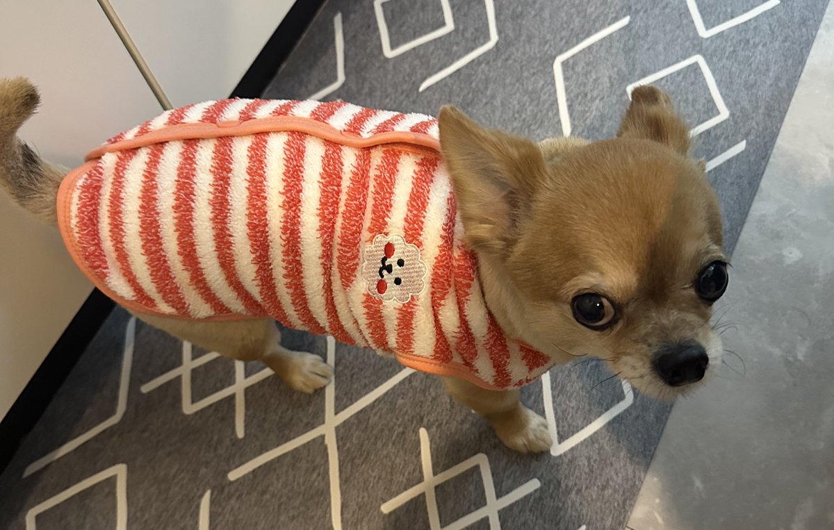 jake92841's tweet photo. もんちゃん袖ある服だと脱げちゃうから、、安いけど新しい服！
可愛い😻

#犬好き
#チワワ https://t.co/KCRyvCXHBW