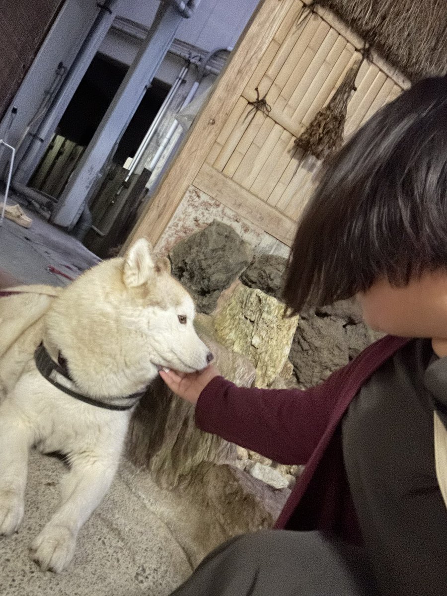 4zlp69FP4c93687's tweet image. やっと会えました！念願の梅ヶ島温泉、旅館いちかわ❣️
ゆづにボールをおりーぶとかんなにはおやつをプレゼントしてゆづママにも会えてやっぱり泣いて🤣ご飯にカラオケ満喫してこれから楽しみの温泉♨️幸せです❣️