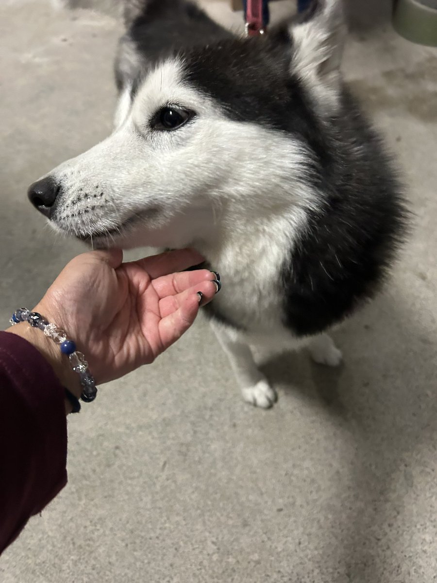 4zlp69FP4c93687's tweet image. やっと会えました！念願の梅ヶ島温泉、旅館いちかわ❣️
ゆづにボールをおりーぶとかんなにはおやつをプレゼントしてゆづママにも会えてやっぱり泣いて🤣ご飯にカラオケ満喫してこれから楽しみの温泉♨️幸せです❣️