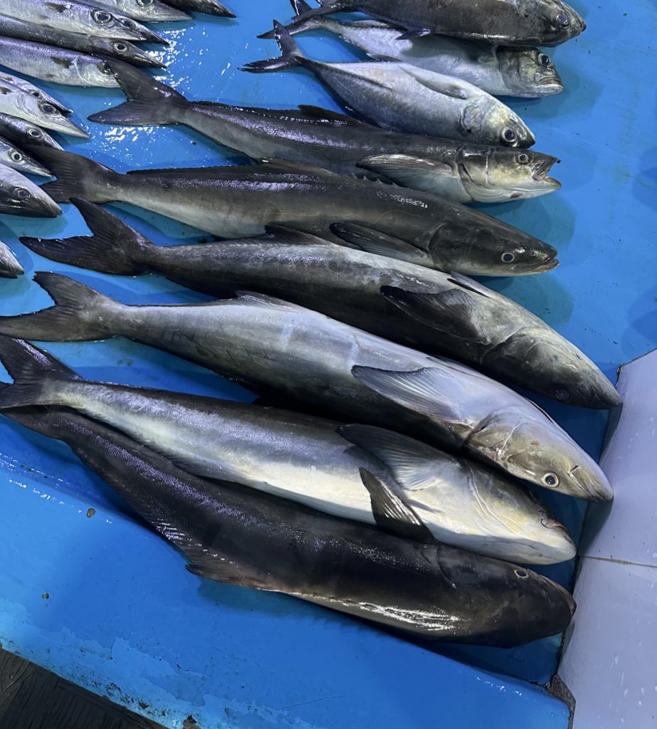 Not the most common find at the market: Cobia!

Seller is unaware of the Dhivehi name of the fish. Some say it is called “Muranga mas”

Sold for MVR 200/fish, it's considered a delicacy in places like the 🇺🇸 and 🇦🇺for its buttery taste!