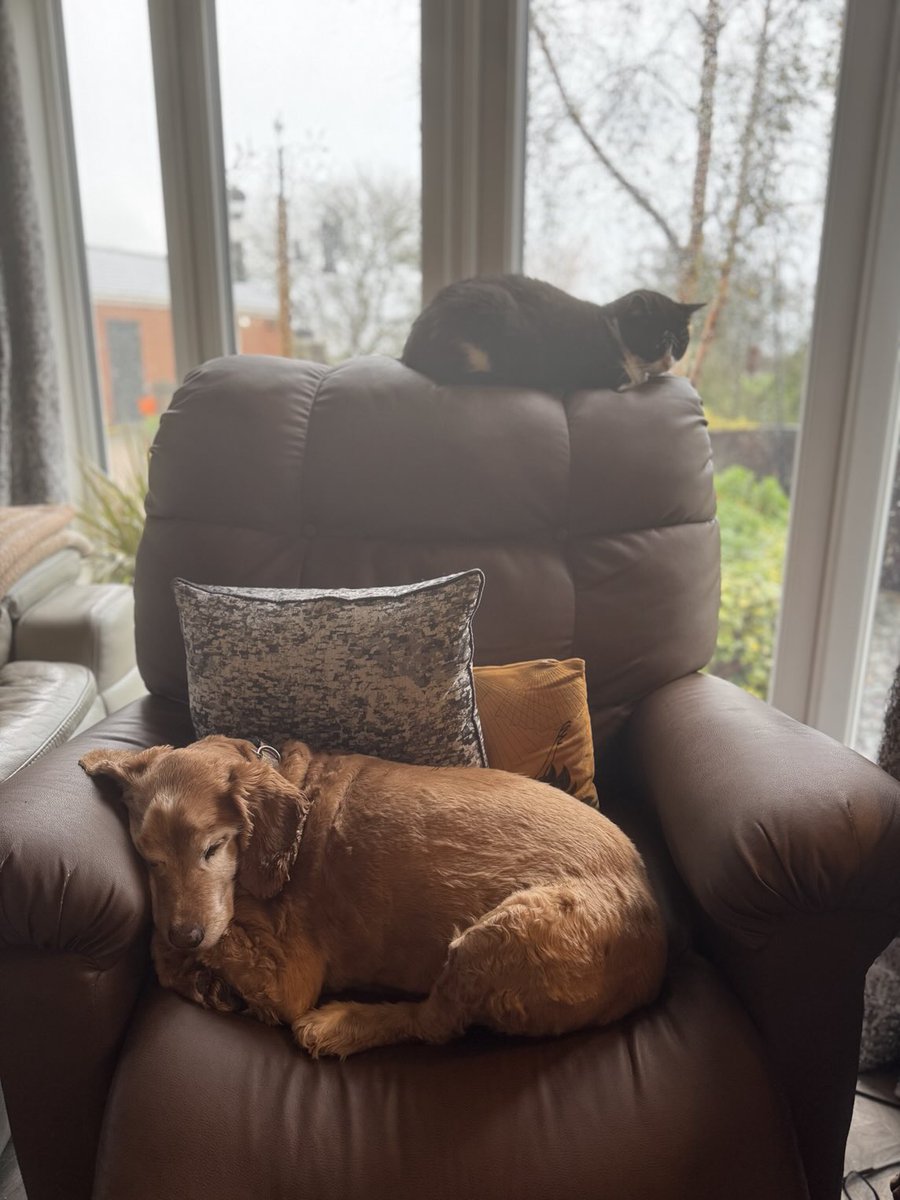 Super Spaniels tweet media