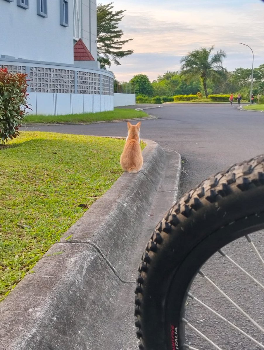 skibiwa's tweet photo. sepedaan pagi trs berhenti di sini eh pas mau buka botol minum kucingnya pada nyamperin, nextnya mau bawain mereka makanan deh https://t.co/cvyrrKzwEV