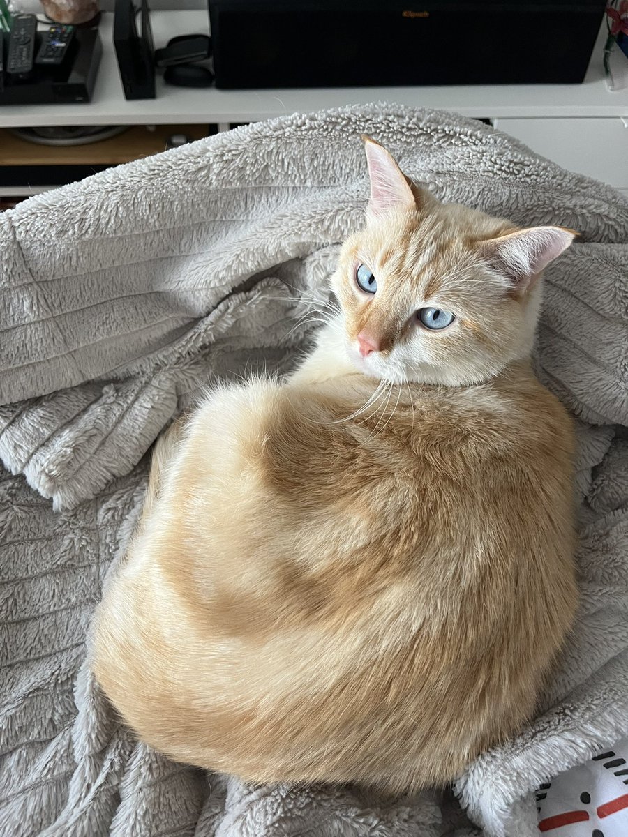 Chatouilles_'s tweet photo. chatouilles t’es de plus en plus roux 😮 https://t.co/jRUilnzZJV