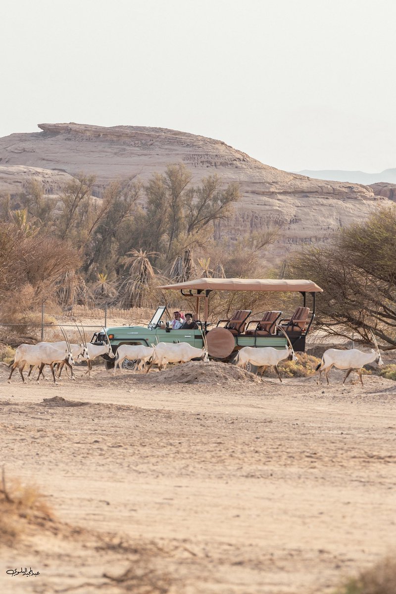 محمية الحياة البرية والطبيعية بمحافظة العُلا شمال غرب السعودية 🇸🇦 ..

The wildlife and natural reserve in AlUla Governorate, northwest Saudi Arabia