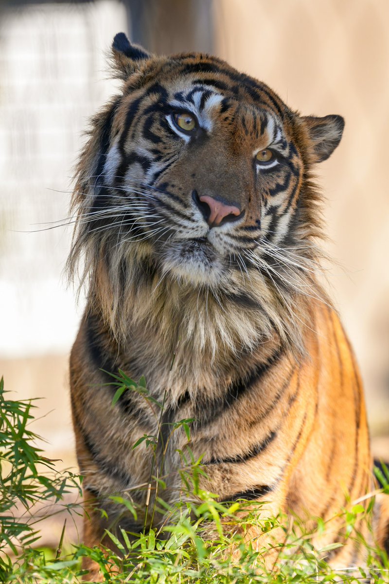 CHURAXTU7_TORA8's tweet image. アオ🐯🌿
#東山動植物園　#スマトラトラ
📷2025年11月