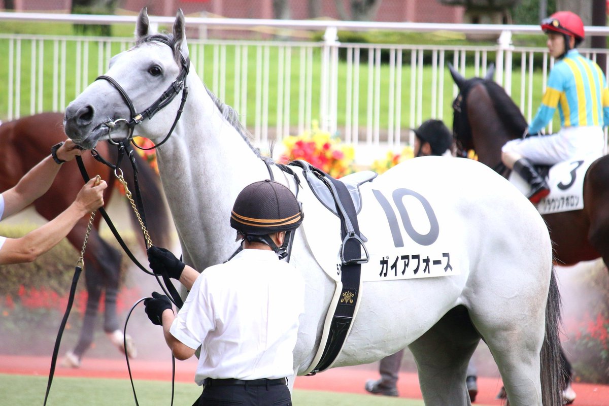 ガイアフォース、頑張りました！ 新馬戦の写真を載せておきますね