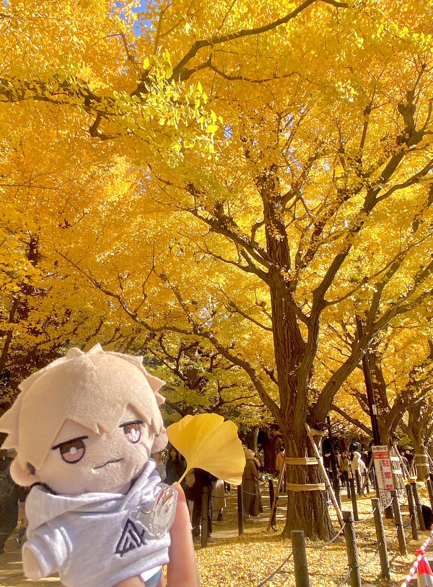 ohugashi's tweet image. にやり🌲💛
友を連行しておさんぽしてきた楽しかった！