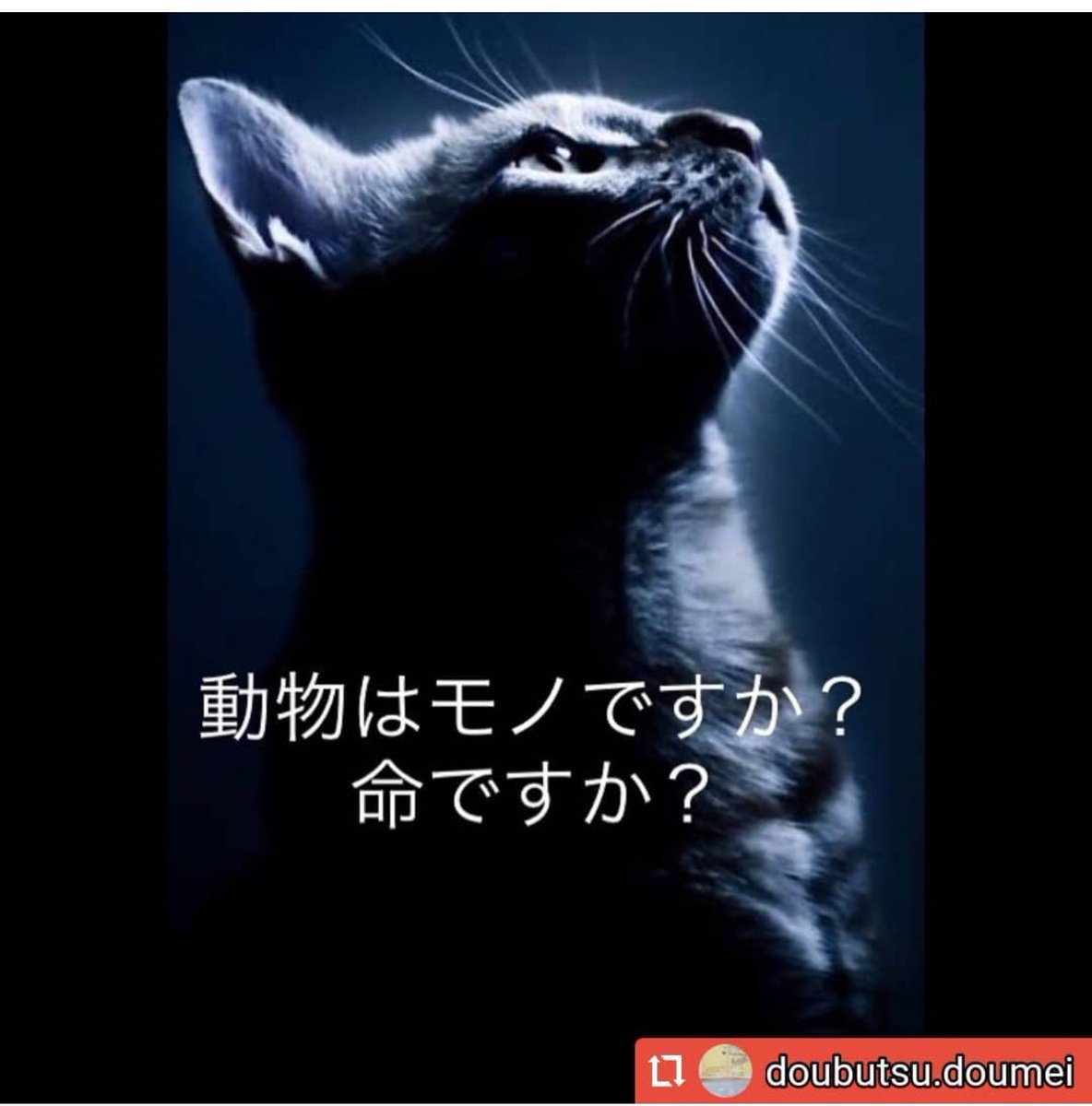 動物はモノですか？
命ですか？

キャンプ場に棄てられた猫を
平気で山に棄てる鬼畜がいる

日本は法治国家
なのに 警察は 
見て見ぬ振りで何のお咎めもなし

『山に棄てただけ』鬼畜は言う

山に棄てられて
生きて行ける筈がない

今の日本は心を失った 
鬼畜で溢れてる