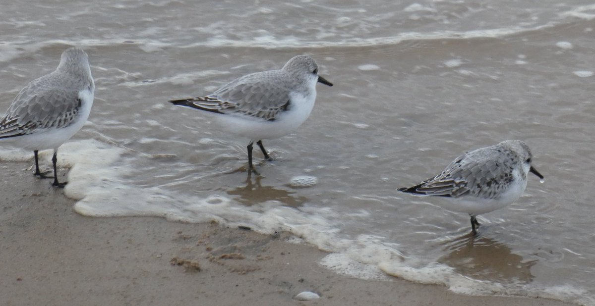 s4r4h_l's tweet photo. @SteelySeabirder Welcome to Super Seabird Sunday where we ask you to share videos, photos & artwork of seabirds to brighten up timelines. A trio of #sanderlings at #Cleveleys from 2021 (photo by Mr Wonderful). @visitfyldecoast #SuperSeabirdSunday https://t.co/Ce5u6gfvo2