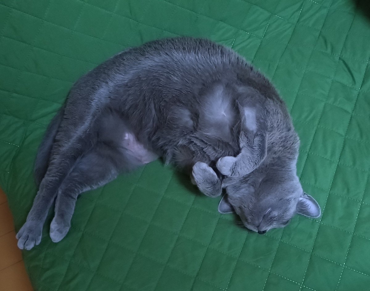 Мирослава Кирилловна чувствует себя гораздо лучше, перестала чихать и свистеть носом. Вон даже серебристый отлив вернулся на шёрстке.

Ещё бы шерсть на лапку и пузо вернулась 😢