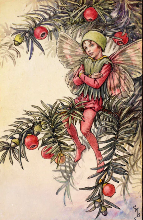 🌿💞🌿The Yew Fairy - by Cicely Mary Barker
#FolkloreSunday
