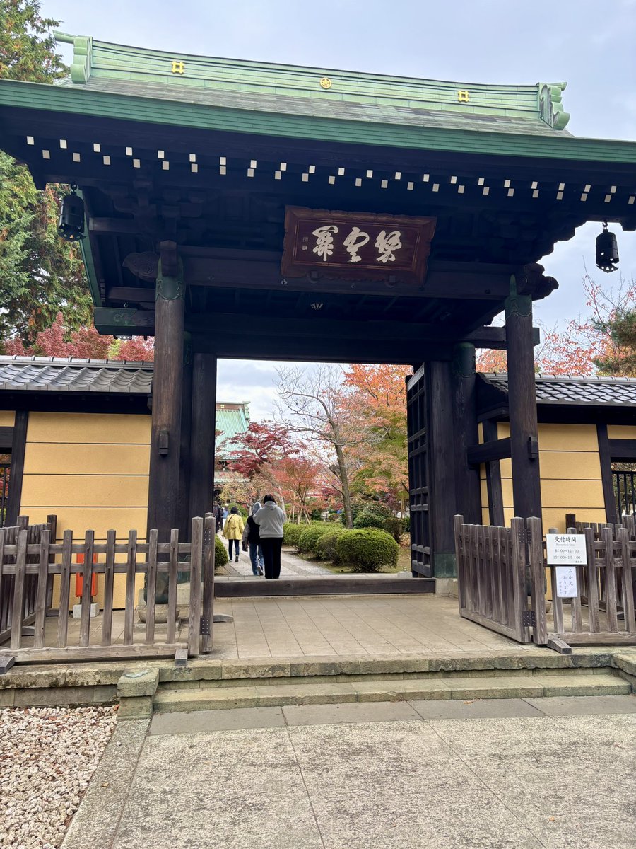 cstkhs's tweet image. 紅葉＆招き猫を拝みに豪徳寺へ🍁🐈

大きい招き猫の頭や右手に乗ってる一番小さい豆サイズの招福猫児500円が欲しかったけど売り切れてた😿

5号サイズはまだ売ってたけど本気度が出過ぎていてちょっと怖かったので断念💦