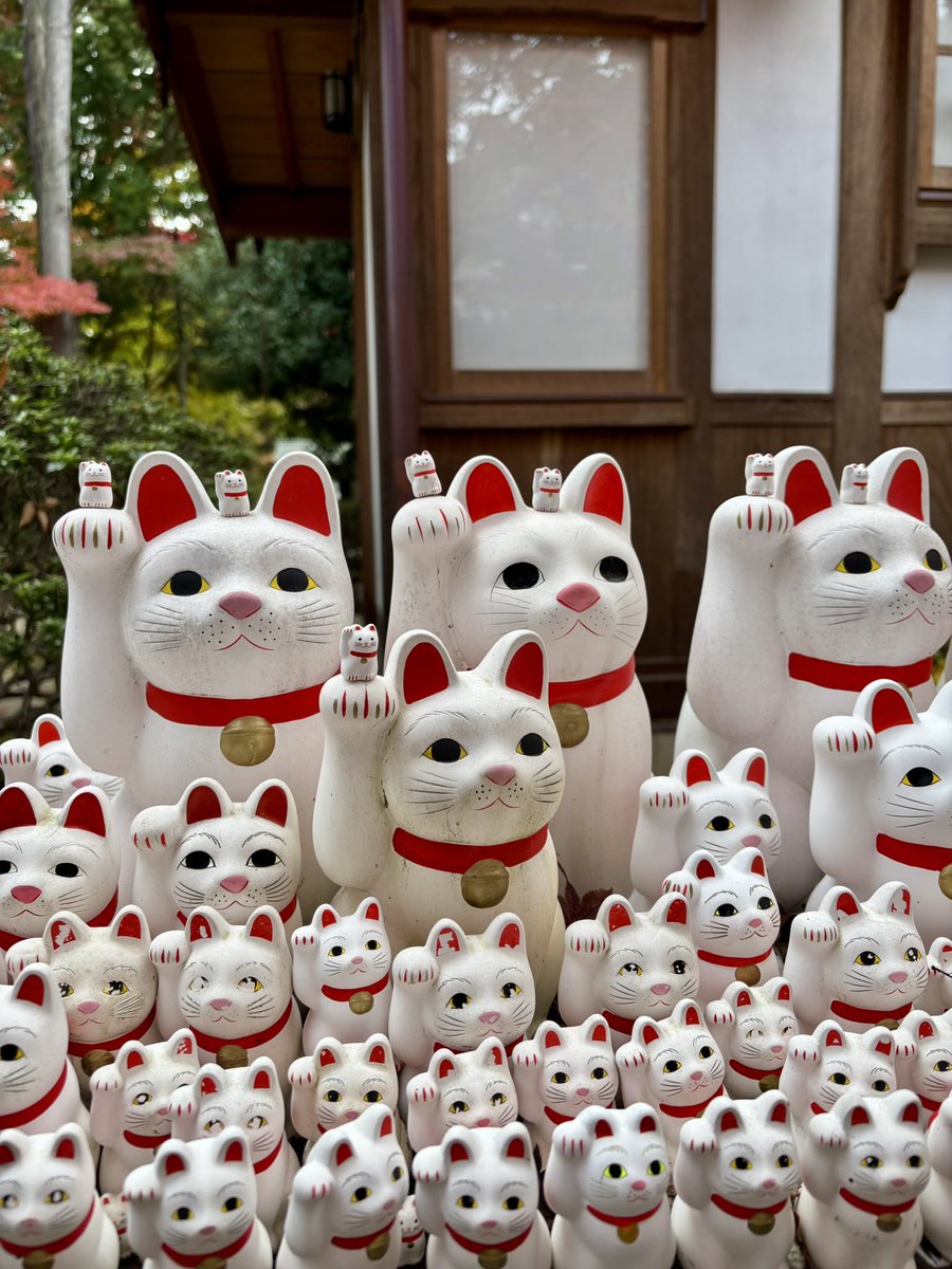 cstkhs's tweet image. 紅葉＆招き猫を拝みに豪徳寺へ🍁🐈

大きい招き猫の頭や右手に乗ってる一番小さい豆サイズの招福猫児500円が欲しかったけど売り切れてた😿

5号サイズはまだ売ってたけど本気度が出過ぎていてちょっと怖かったので断念💦