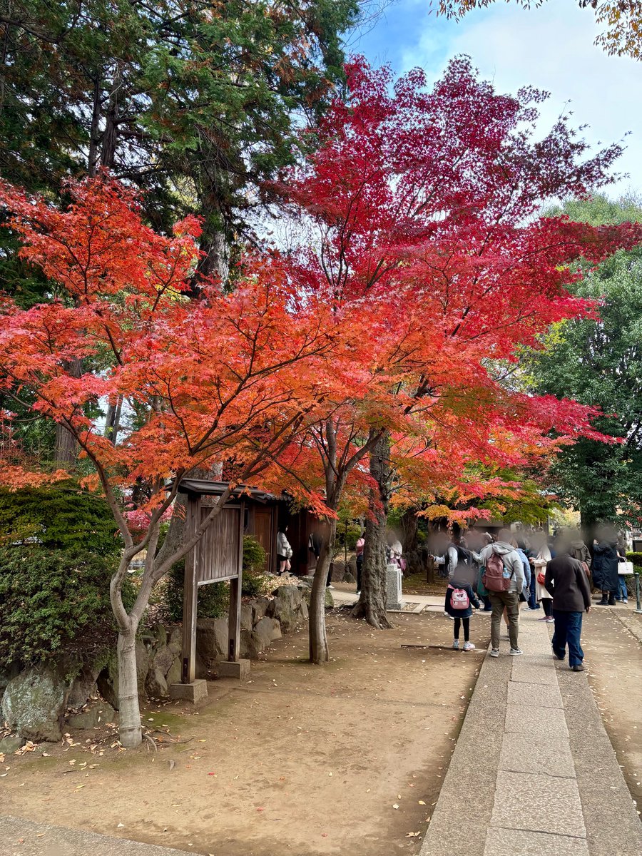 cstkhs's tweet image. 紅葉＆招き猫を拝みに豪徳寺へ🍁🐈

大きい招き猫の頭や右手に乗ってる一番小さい豆サイズの招福猫児500円が欲しかったけど売り切れてた😿

5号サイズはまだ売ってたけど本気度が出過ぎていてちょっと怖かったので断念💦