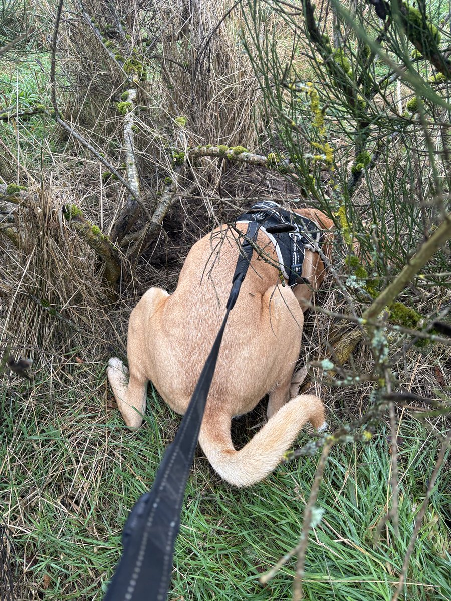 adventuredogco2's tweet image. 1h45m digging in a 100yard space.
Lead on.
Can’t shift him.
😫😂😂😂😂