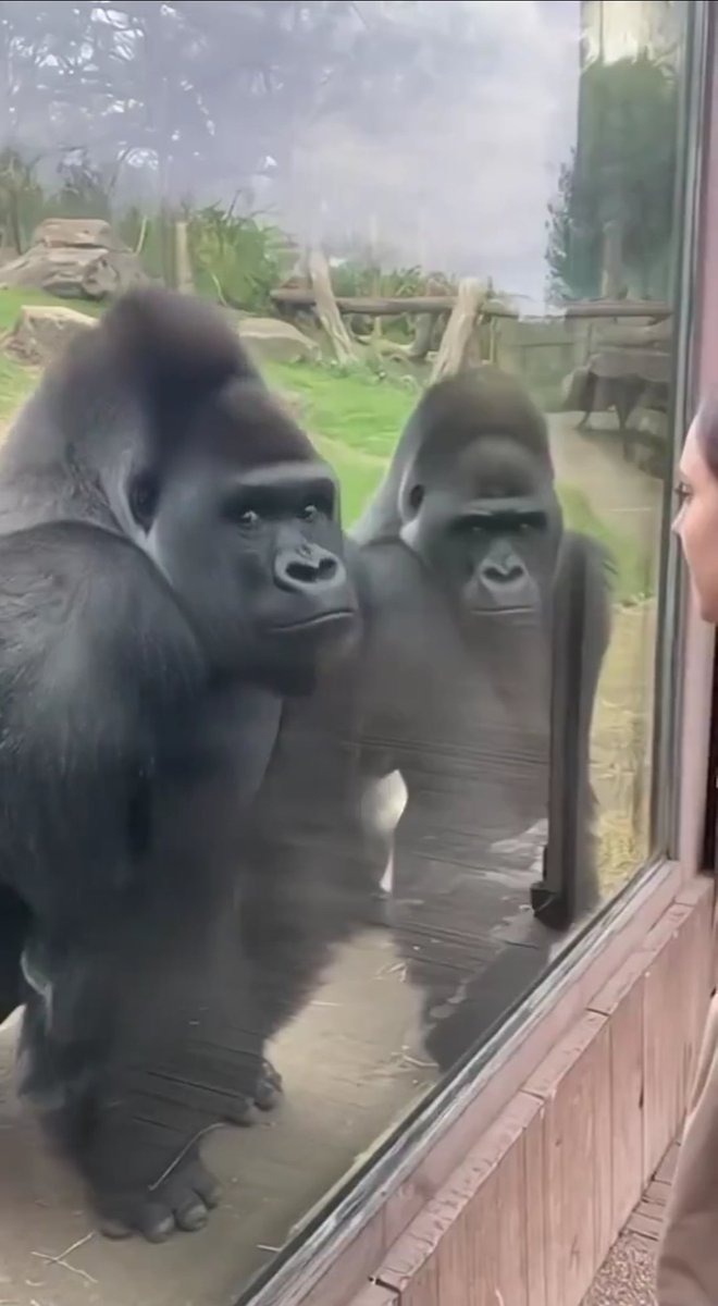 <a href="/Fun_Viral_Vids/">Fun Viral Vids 😊</a> His eyes tell the whole story he's literally screaming for help on the inside  😆