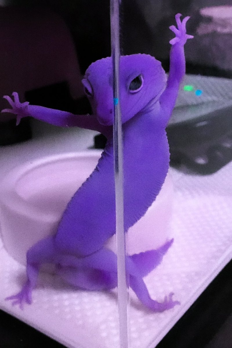 DahReis292783's tweet image. Me cansei de barata roxa 😔 então quis vira largatixa roxa 🤲🏻💜😔 essa e minha primeira foto cm largatixa 🤲🏻😪
#ARMY #BTS #barmy #BTS와_정상현의_봄날 #BTS @bts_bighit @dah_army7