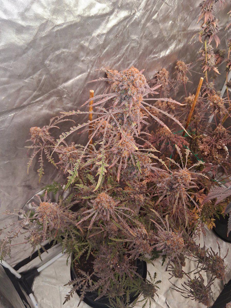 Crazy-looking Frosty's Purple Freak displaying some very big fan leaves and big frosty buds.
The Frosty's Purple Freak seeds are back is stock in limited quantities 🌱
Photo by @mr_nice_guy332