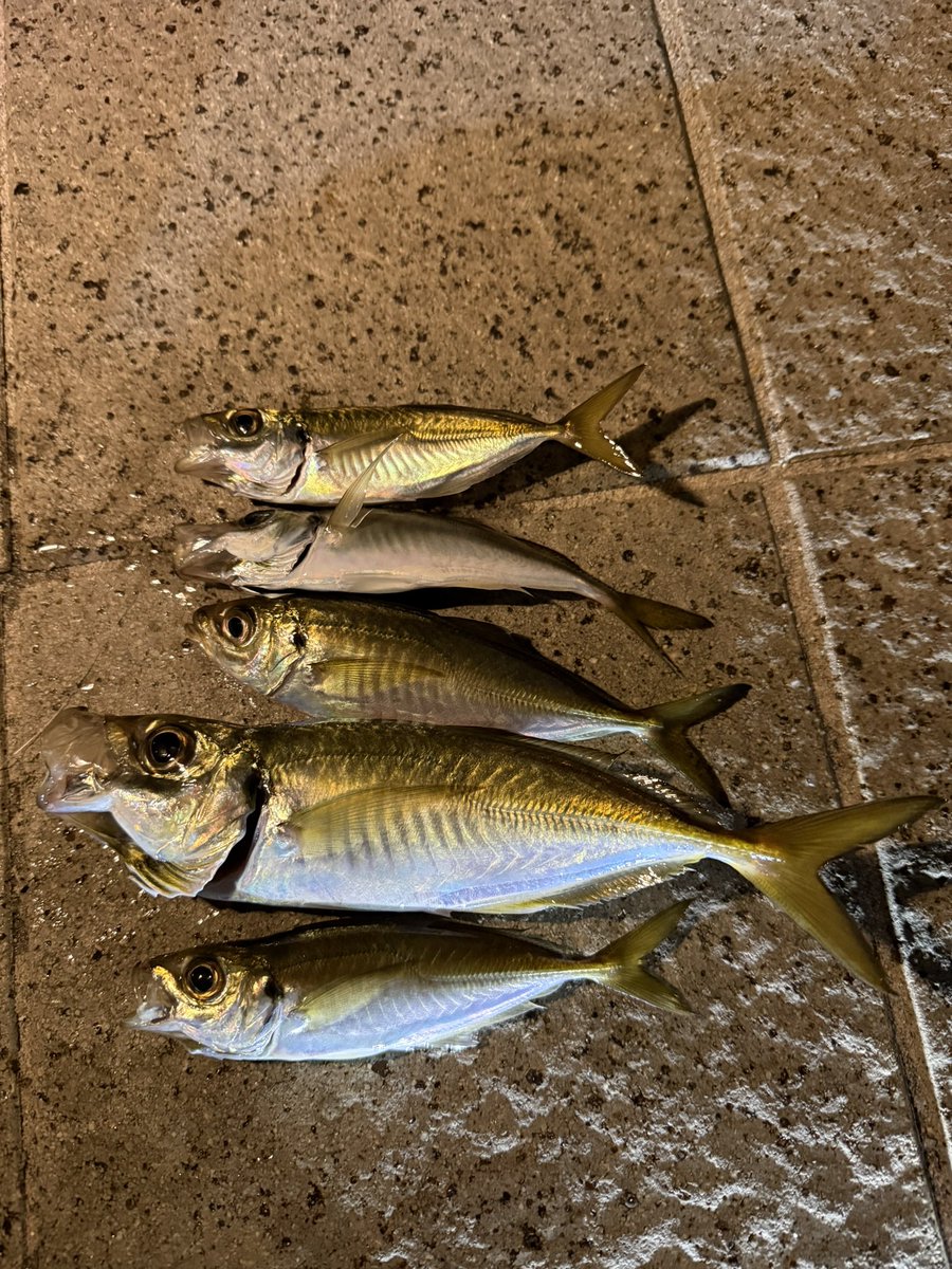 TIGERさん🐯(tiger wave) (@namitora33) / Posts / X