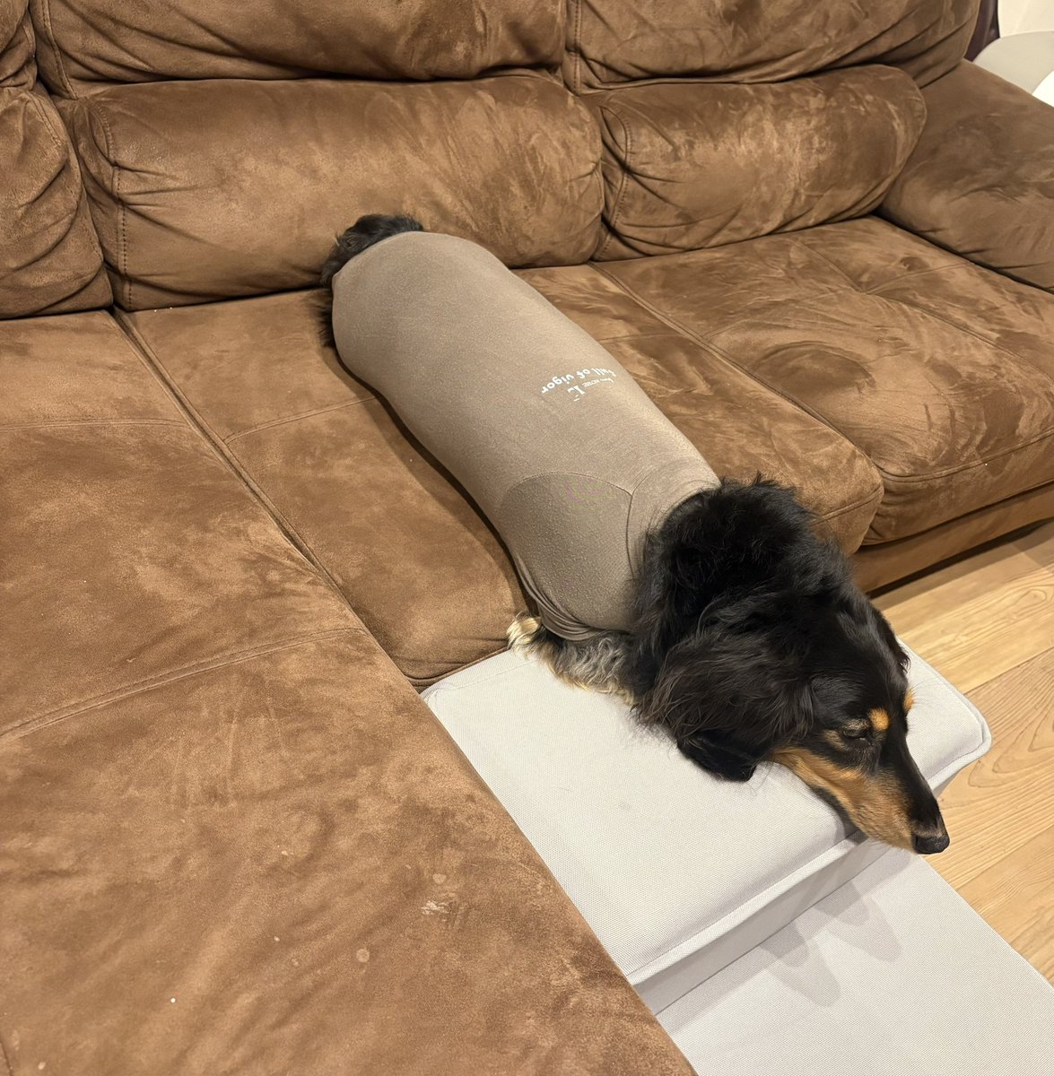 ダックスフンド