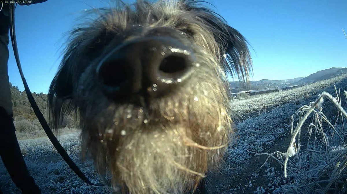Struppi the dog and Zorro! tweet media