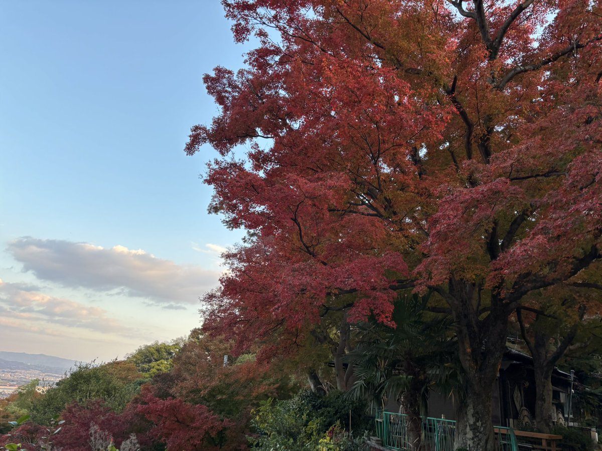 今が秋なんだな。