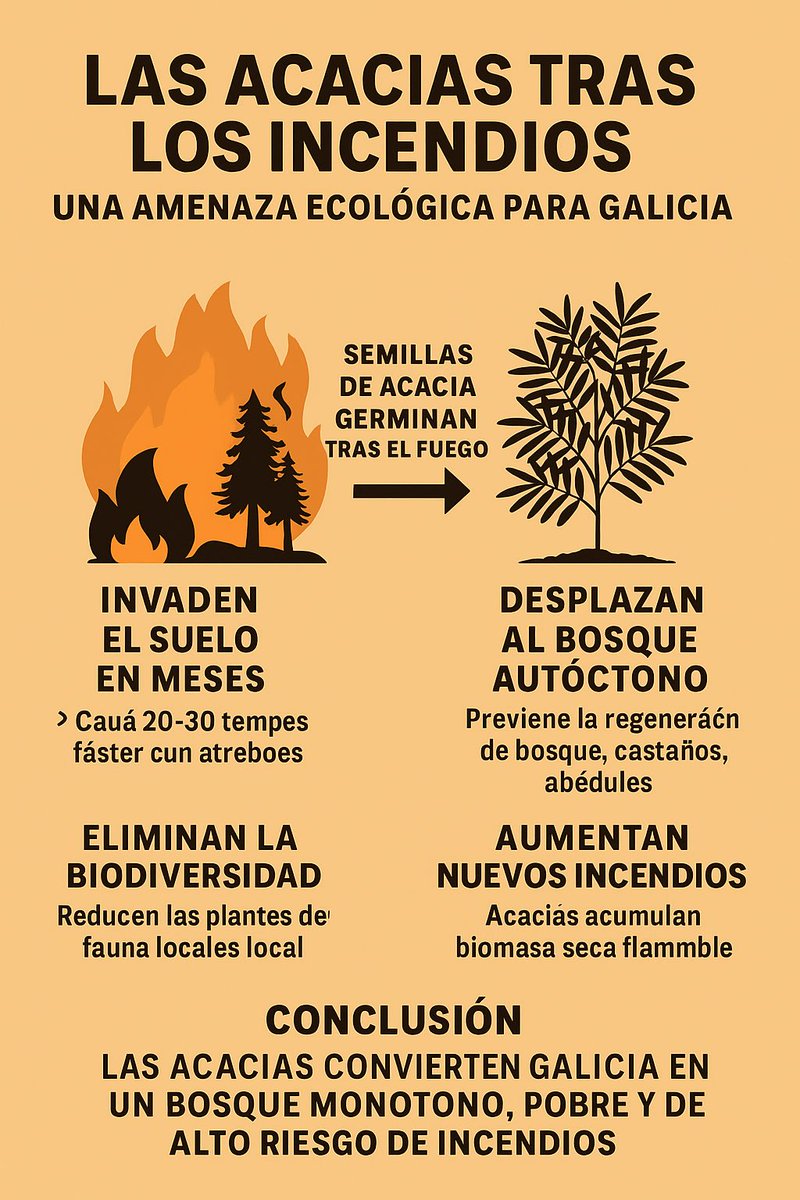 1/10🌳🔥
Tras un incendio en Galicia, el fuego no es el final del problema…
Es el inicio de otro problema igual o peor:
la colonización explosiva de acacias (Acacia dealbata, Acacia melanoxylon).
Una de las invasiones biológicas más agresivas del noroeste ibérico.#biodiversidad
