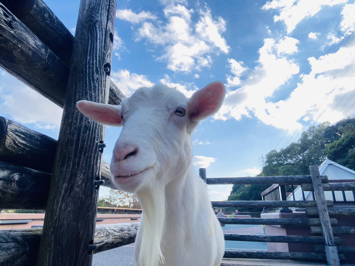 chico_rx's tweet image. 今日のウララ

 #到津の森公園
 #ヤギ   #ウララ