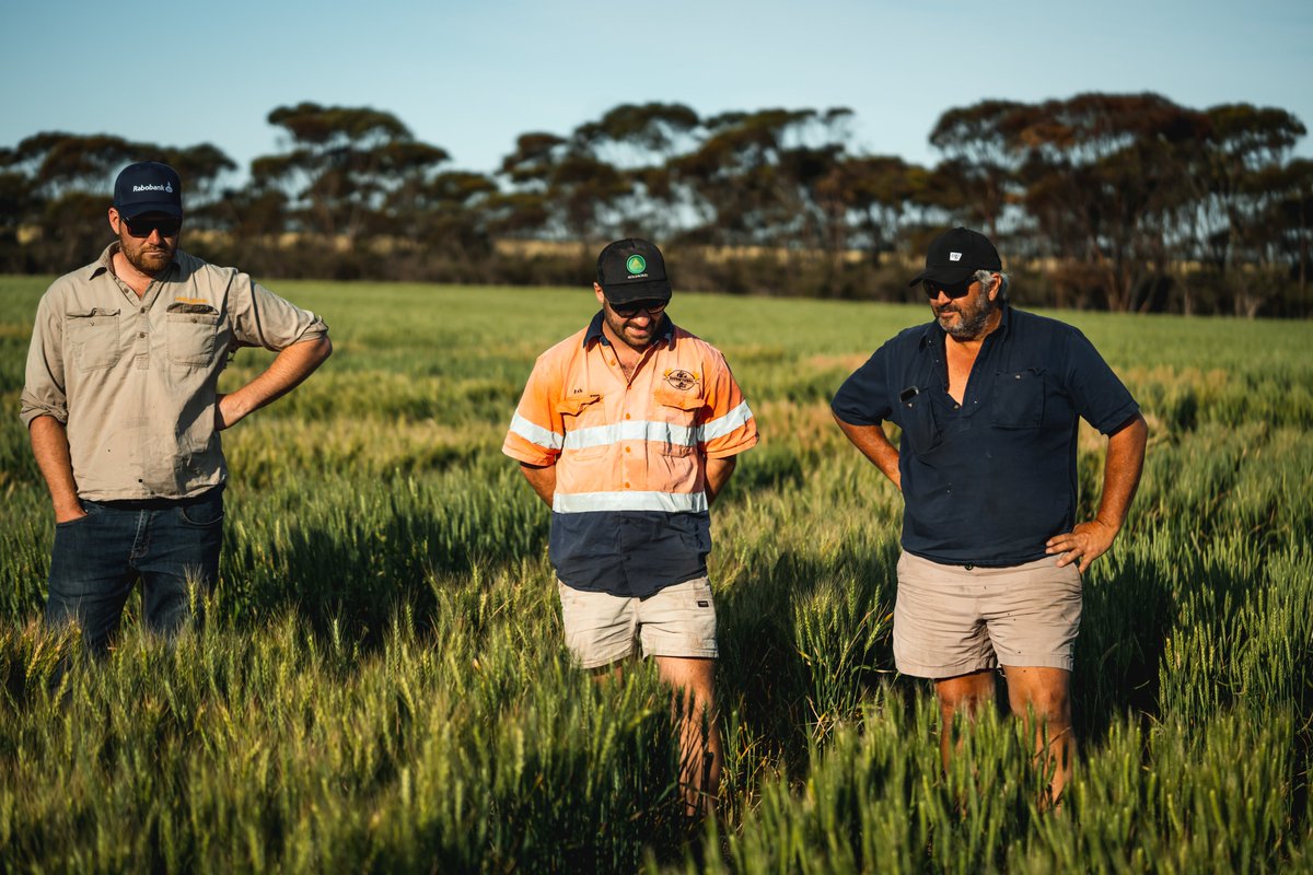 SEPWA_ag's tweet photo. 🌾 Up-to-date variety information for your 2026 crop planning.
DPIRD’s 2026 WA Crop Sowing Guide includes updated performance data + current variety information to support planning for the 2026 season.
Download ➜ https://t.co/DoyYoANdzY
#DPIRD #WAAg #WAFarmers #EsperancePortZone https://t.co/qsZets00Ue