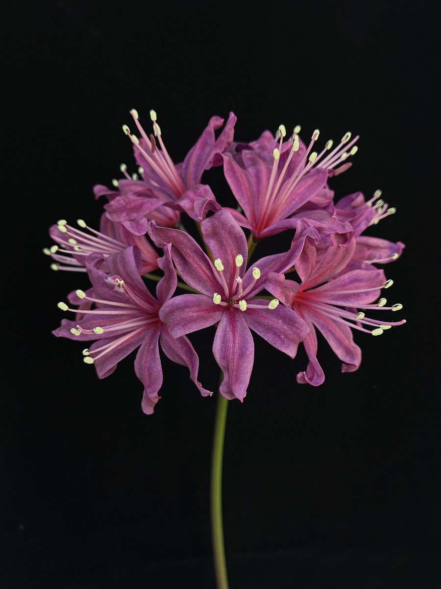 nyanko (@nya3nyanko) / Posts / X