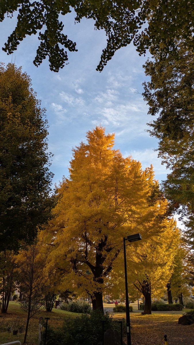 jo3_pbb's tweet image. 久しぶりの公園散歩デス