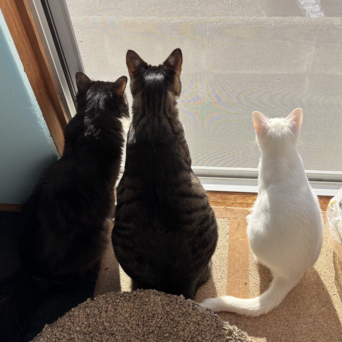 yuki_3nyan's tweet image. 仲良く３匹でニャルソック🐾
こうみると、ララはまだまだ小さいね！