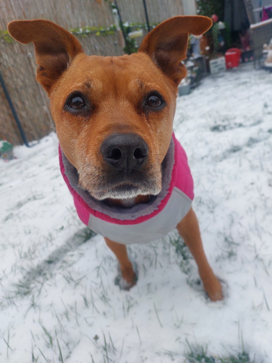 The first snow has arrived..❄️❤️👣🐾