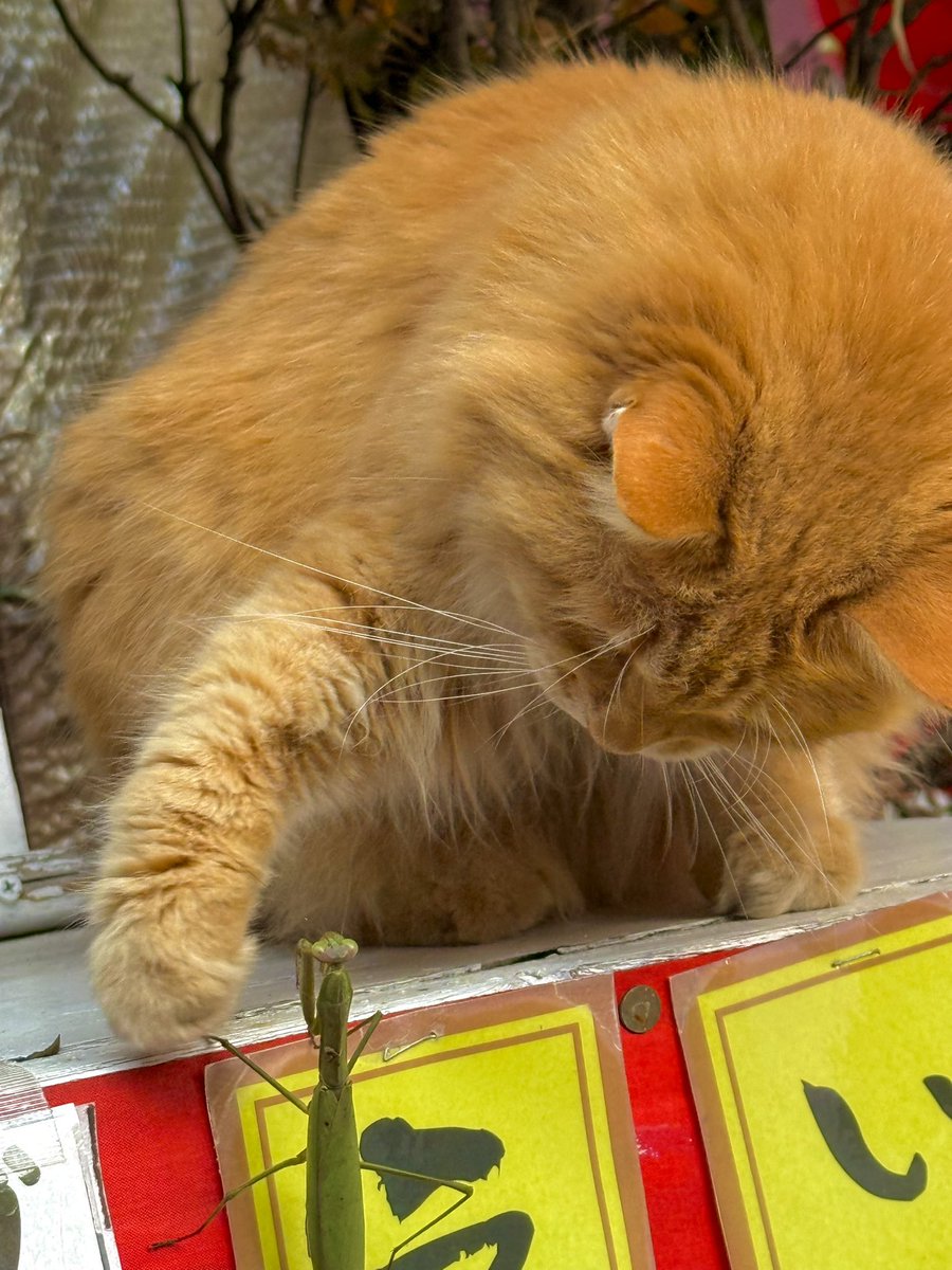 yuuthree_cc's tweet image. 本日の撮影(2日連続)📸