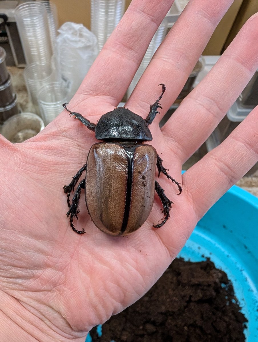 虫の兄ちゃん@兜鍬武蔵 (@anchan_kabukuwa) / Posts / X