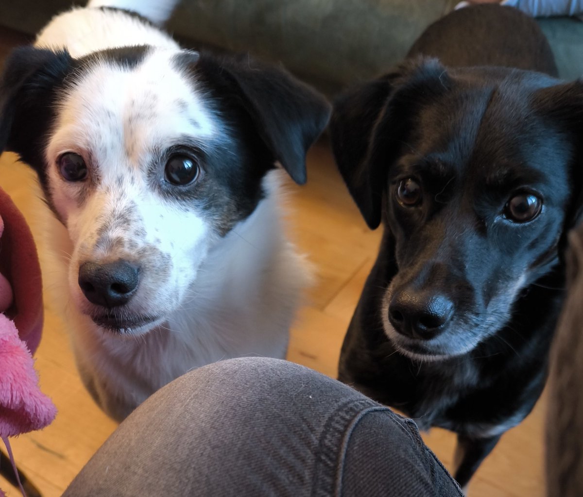 Betty White ❤️🇵🇱🇪🇺 (Ela) tweet media