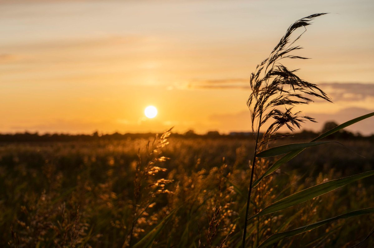 DorteHedengran's tweet photo. A beautiful autumn day at my favorite spot☀️
#Denmark #SonyAlpha #NaturePhotography #November23th #photooftheday #SundayVibes #SundayMorning #sunrise
📸Dorte Hedengran https://t.co/Mkp11oqIDi