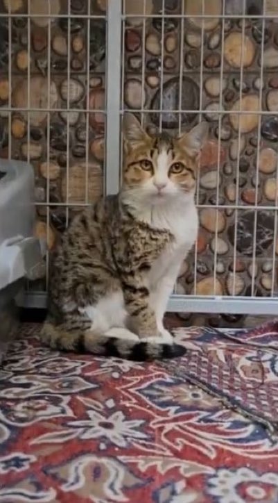 callmiiran's tweet image. ❌واگذاری اورژانسی❌
هنوز هیچ‌کس برای #پدرام و #پرواز پیام نداده. تو رو خدا یکی بیاد این دوتا پشمک بغلی رو ببره، دارم کم‌کم برای هزینهٔ پانسیون قیمت کلیه‌هامو چک می‌کنم.
هموطن خارج از کشور
نمی‌خوای ناجی ‌شون باشی؟یه گربهٔ هم‌وطن،باتسلط کامل به زبان مادری نمی‌خوای بغل کنی؟ 😺✈️🐾