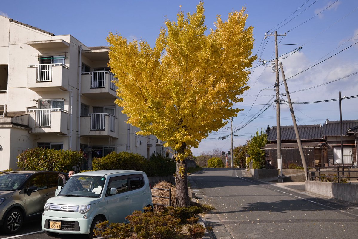 yamsan's tweet image. YAMPHOTO, SIGMA BFと45mm F2.8 DGシルバーと市営住宅前の色づいたイチョウの木
yamphoto.blogspot.com/2025/11/sigma-…

#sigma
#sigmabf
#45mmf28dg
#nagatocity
#長門市