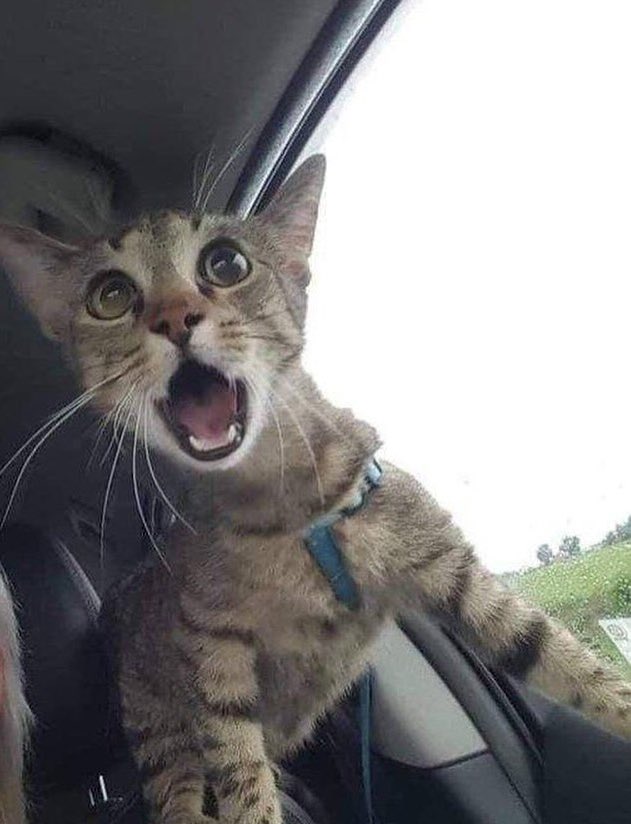 TanukiTangerine's tweet image. This is SO helpful!!! 🙀 We were actually discussing how a biological diagram would make this much clearer too. I will pass this along.