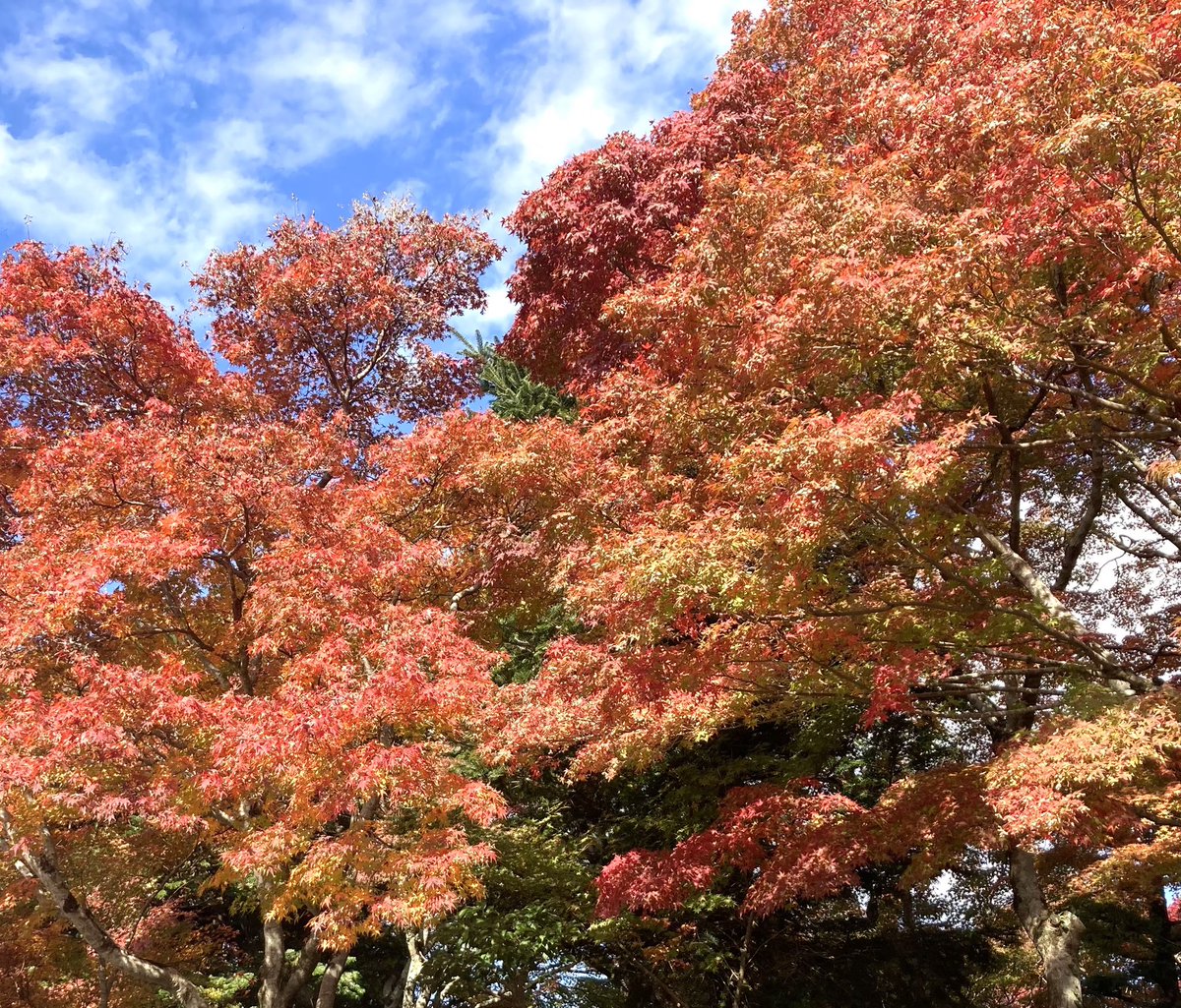 springm385's tweet image. 年に２回の限定公開の庭園🍁✨
昨日今日だと知って、急きょ行ってきました🚙💨
車検済んでタイヤ交換もしたので安心ドライブ☺️🛞✨
夏の暑さのせいか、2年前に行った時よりも鮮やかさが足りない気がしたけど、それでもやっぱり見られてよかったー☺️🍁✨

#紅葉
