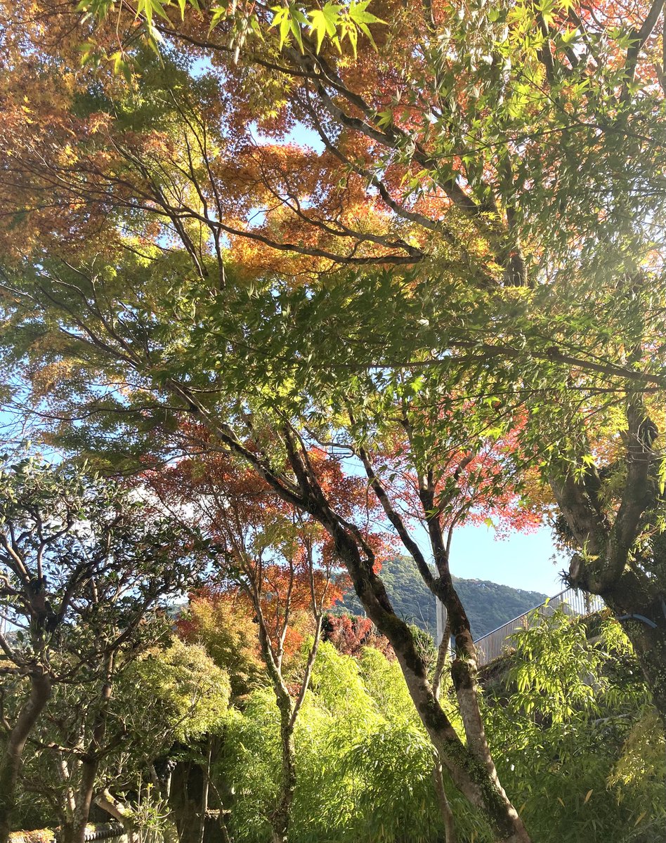 springm385's tweet image. 年に２回の限定公開の庭園🍁✨
昨日今日だと知って、急きょ行ってきました🚙💨
車検済んでタイヤ交換もしたので安心ドライブ☺️🛞✨
夏の暑さのせいか、2年前に行った時よりも鮮やかさが足りない気がしたけど、それでもやっぱり見られてよかったー☺️🍁✨

#紅葉