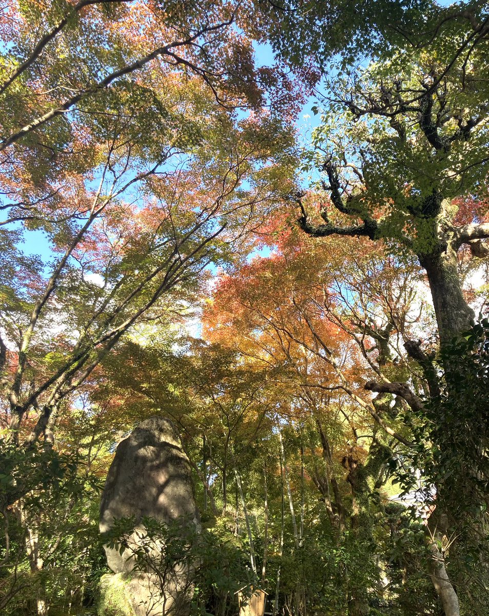 springm385's tweet image. 年に２回の限定公開の庭園🍁✨
昨日今日だと知って、急きょ行ってきました🚙💨
車検済んでタイヤ交換もしたので安心ドライブ☺️🛞✨
夏の暑さのせいか、2年前に行った時よりも鮮やかさが足りない気がしたけど、それでもやっぱり見られてよかったー☺️🍁✨

#紅葉