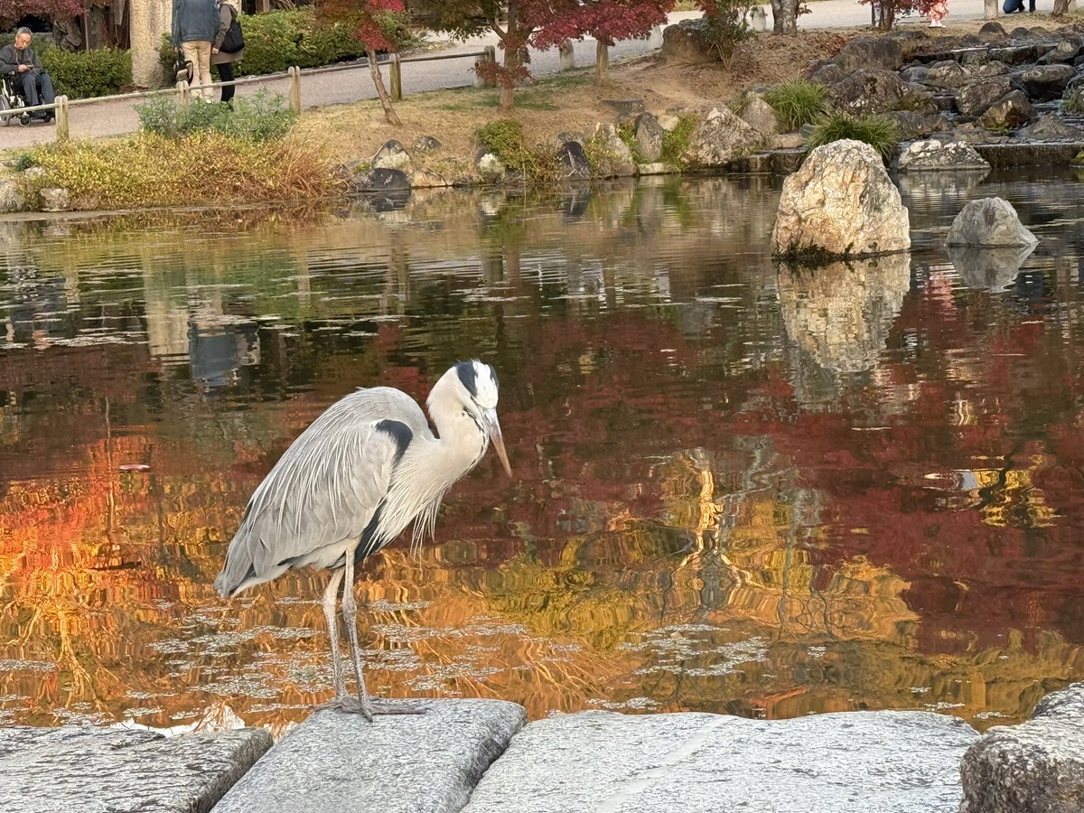 くましー♡ページです♥️ これはアオサギさんに間違いない❗️ ☝️(灬´ิω´ิ灬)