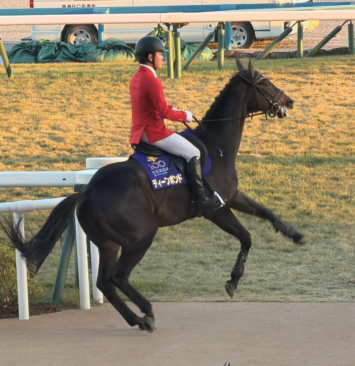 hallelujah00's tweet image. 最後に暴れ馬になったディープボンド