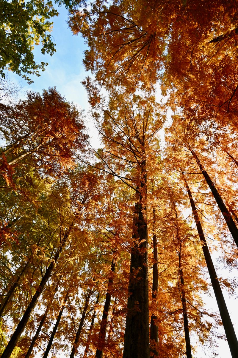 #POV #NikonZ #c197スナップ