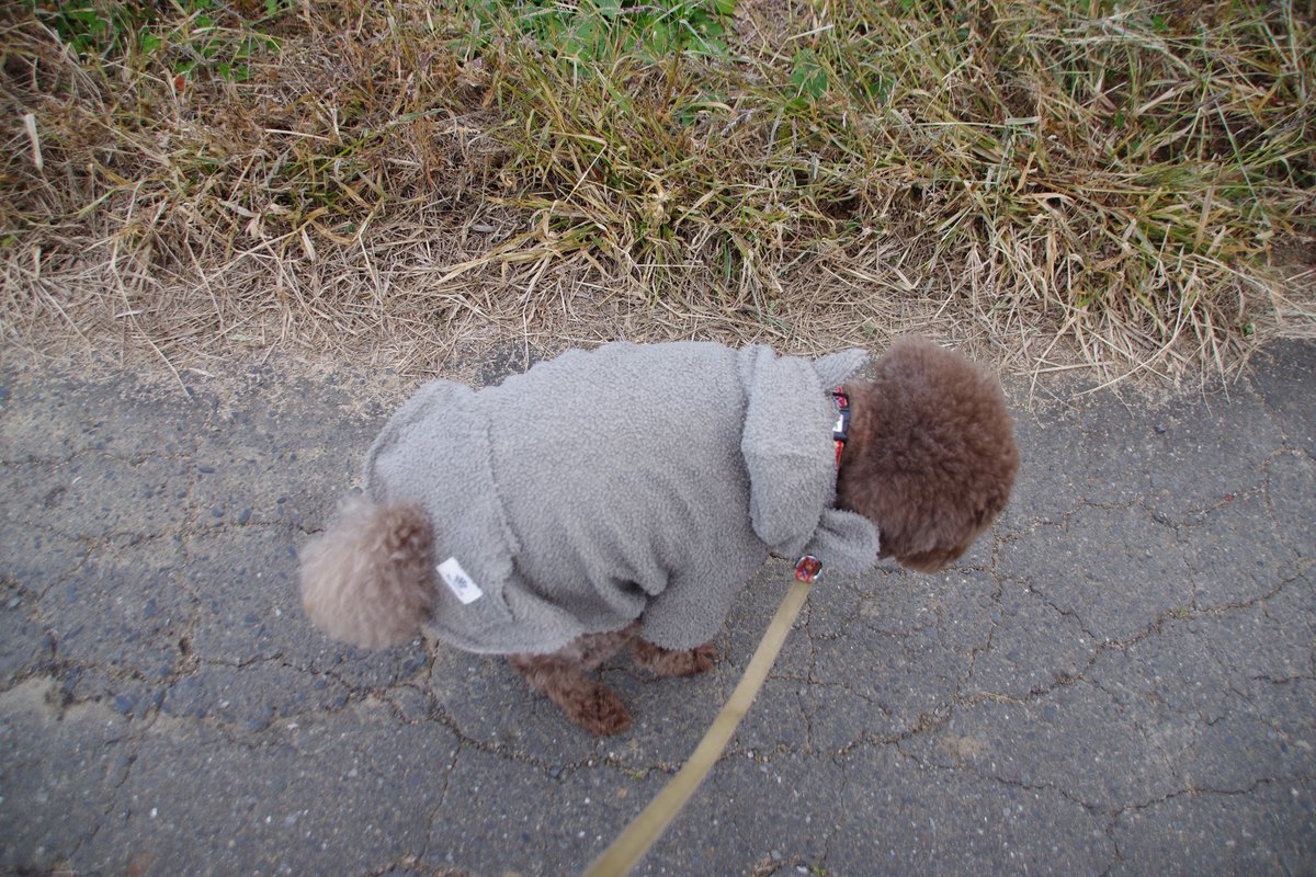 ペコリンさま★専用ページです。 U*'エ'*) 1-2 西南西→西