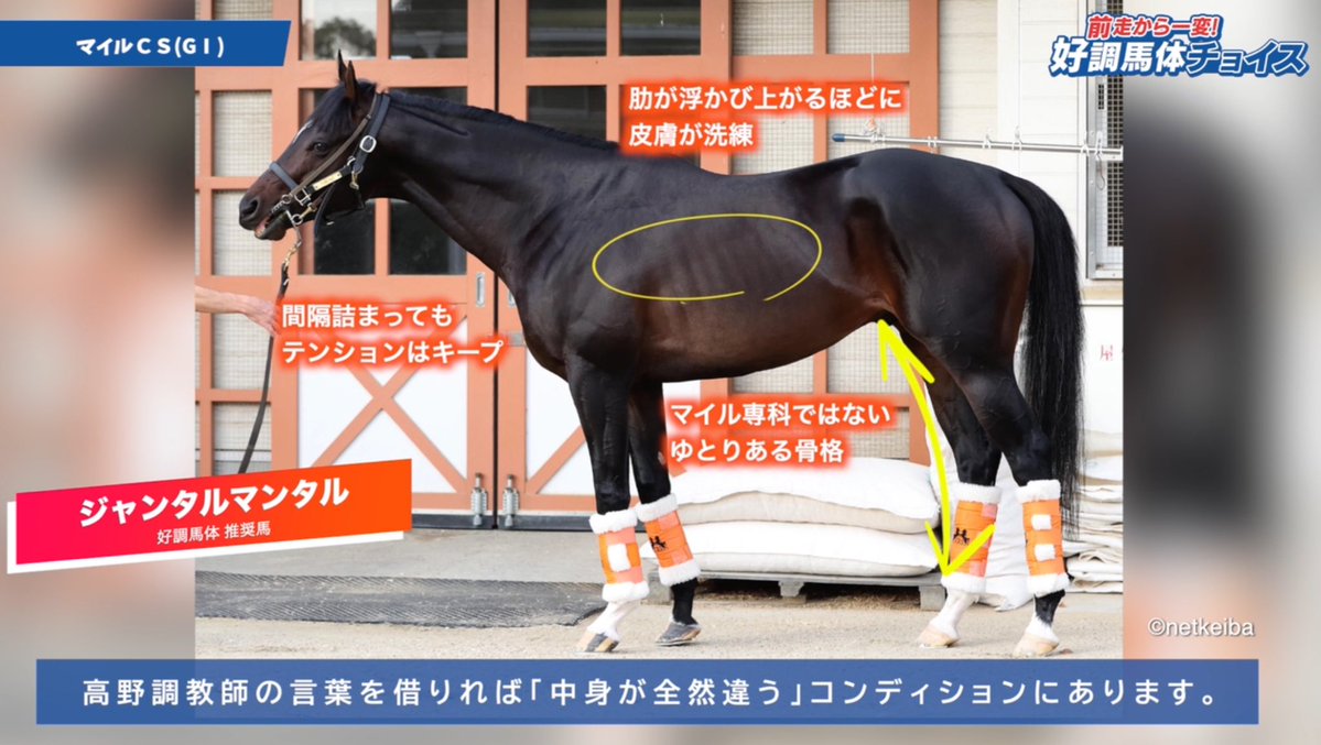 baTAI_padock's tweet image. 完全無欠マイラーの馬体

#ジャンタルマンタル
#マイルCS