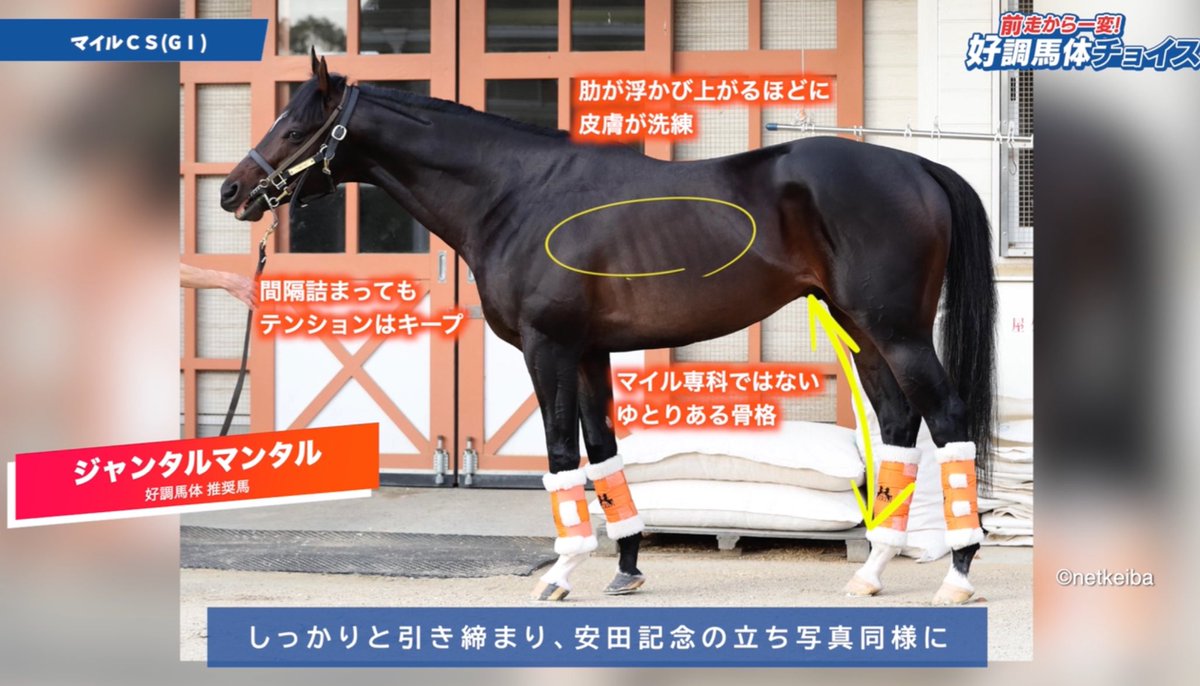 baTAI_padock's tweet image. 完全無欠マイラーの馬体

#ジャンタルマンタル
#マイルCS